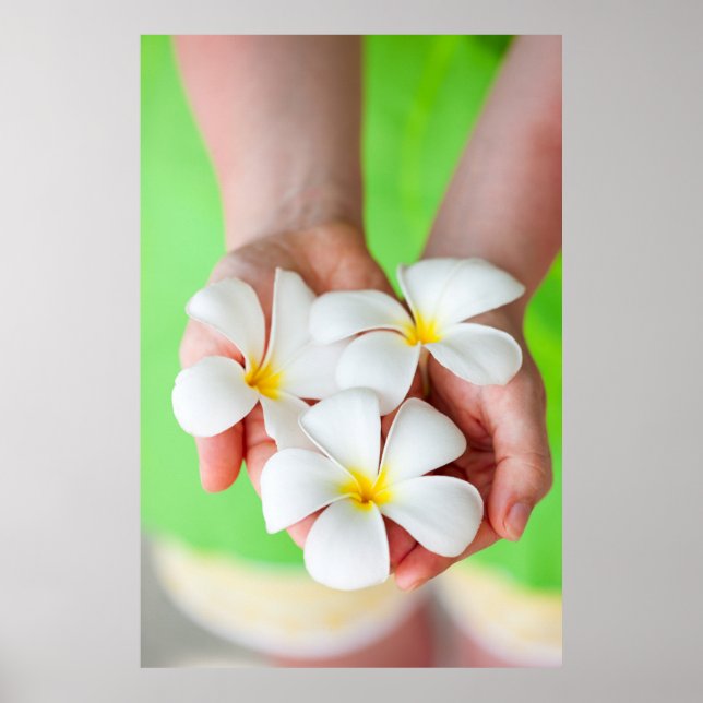 White frangipani flowers poster (Front)