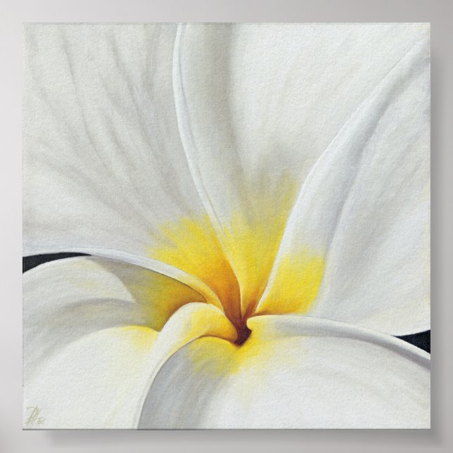 White Frangipani Poster (Front)