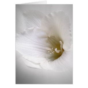 white freesia