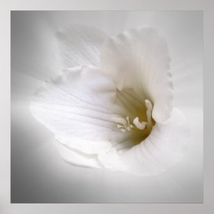 white freesia poster