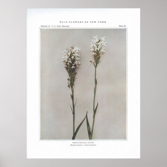 White-Fringed Orchis Poster (Front)