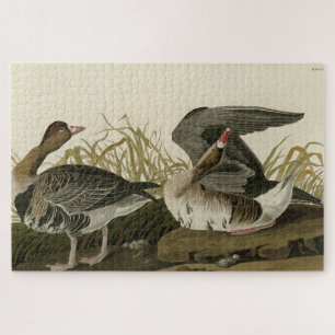 White-fronted Goose from Audubon Birds of America Jigsaw Puzzle