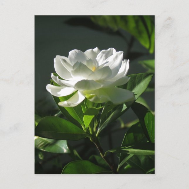 White Gardenia Blossom Postcard 2 (Front)