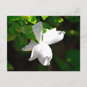 White Gardenia Flower Postcard