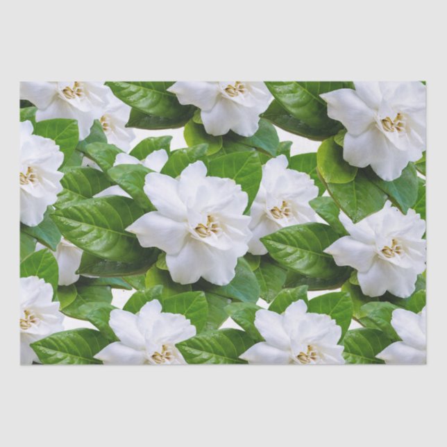 White gardenia flowers and green   tissue paper (Front)