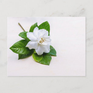 White Gardenia Flowers Postcard