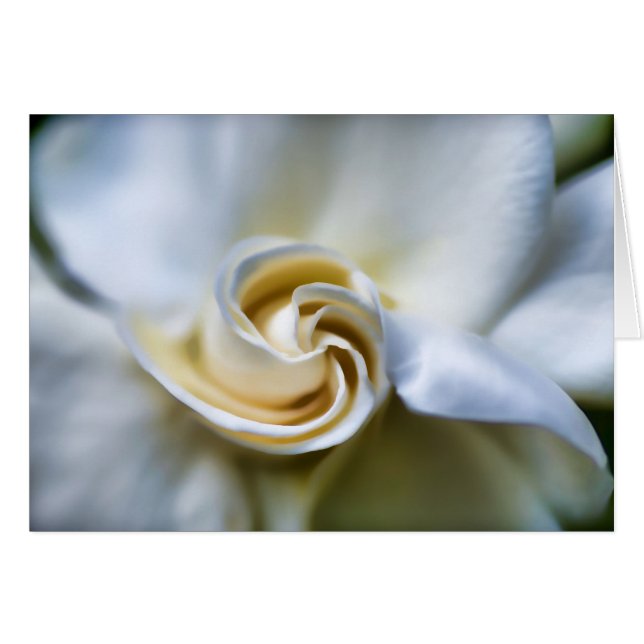 White Gardenia Illustration (Front Horizontal)
