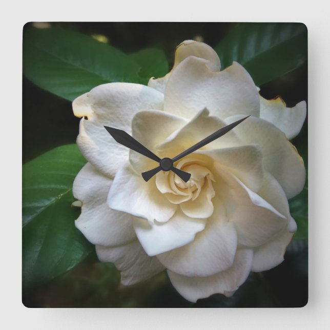 White Gardenia Square Wall Clock (Front)