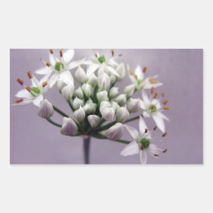 White Garlic Chive Blossoms on Purple Rectangular Sticker