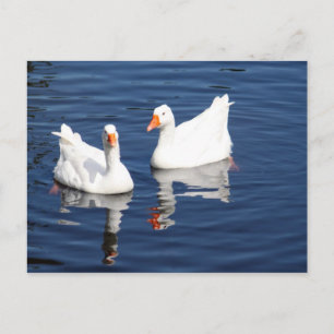White Geese 9598 Postcard