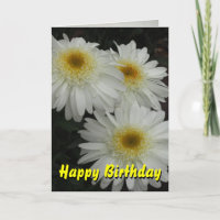 White Gerber Daisy Happy Birthday