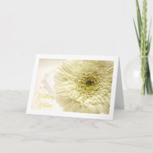 White Gerbera Daisy Greeting Card