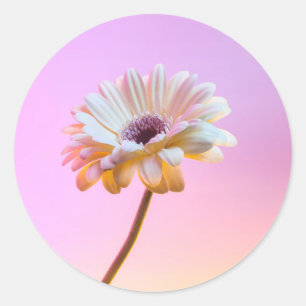 White Gerbera Daisy Sticker