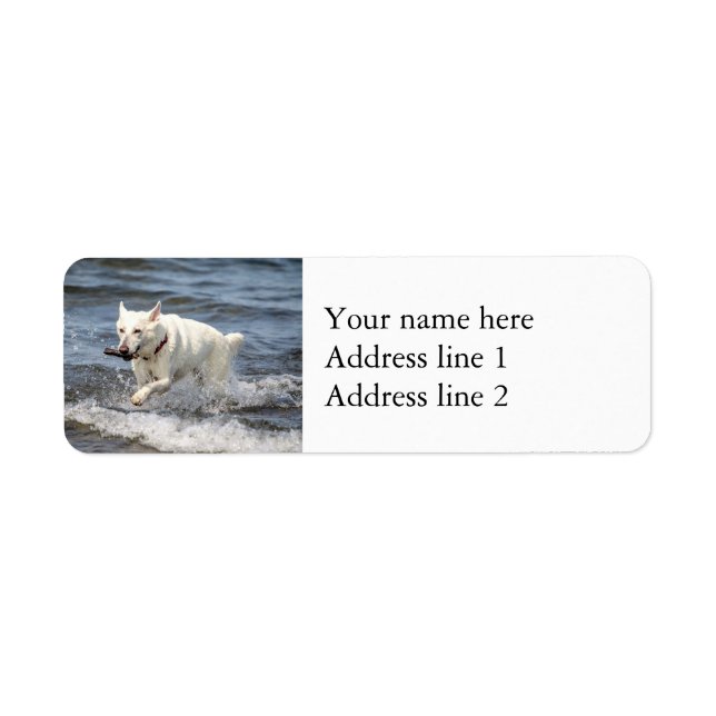 White German Shepard on Lake George (Front)