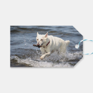 White German Shepard on Lake George Gift Tags