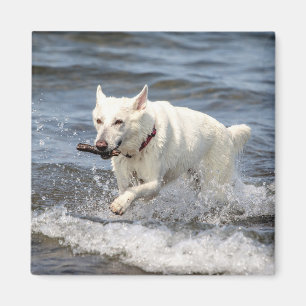 White German Shepard on Lake George Magnet