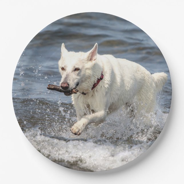 White German Shepard on Lake George Paper Plate (Front)