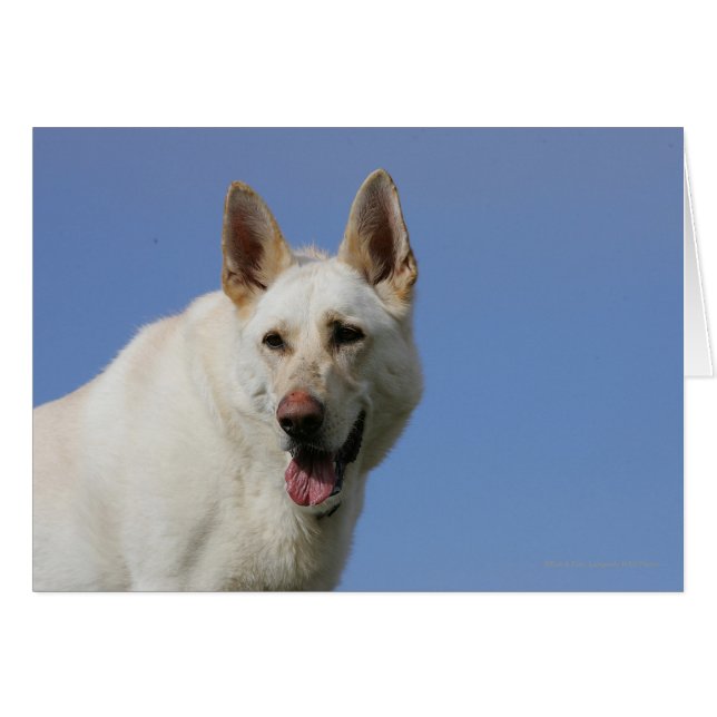 White German Shepherd (Front Horizontal)
