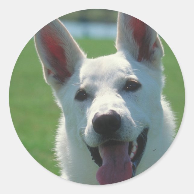 White German Shepherd Dog Classic Round Sticker (Front)