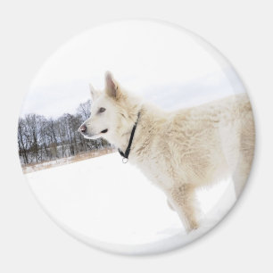 white german shepherd dog Magnet