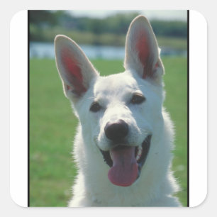 White German Shepherd Dog Square Sticker