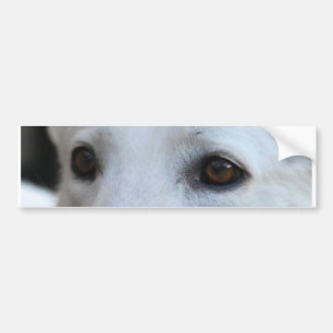 white german shepherd eyes bumper sticker