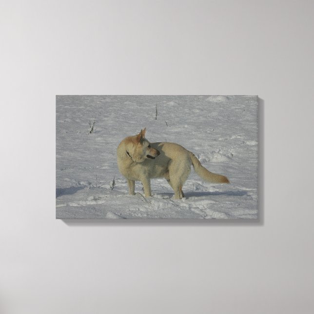 White German Shepherd  in the Snow Canvas Print (Front)