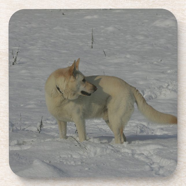 White German Shepherd  in the Snow Coaster (Front)