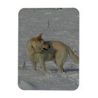 White German Shepherd in the Snow