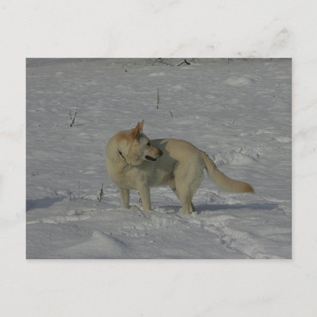White German Shepherd  in the Snow Postcard (Front)