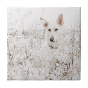 White German Shepherd in the Snow Tile