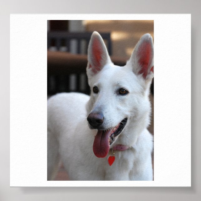white german shepherd.png poster (Front)
