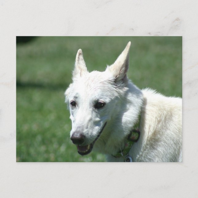 White German Shepherd Postcard (Front)
