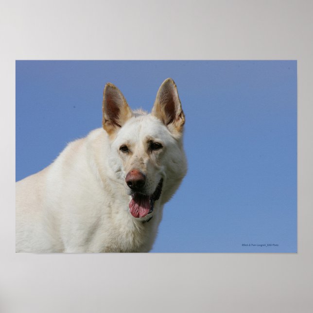 White German Shepherd Poster (Front)