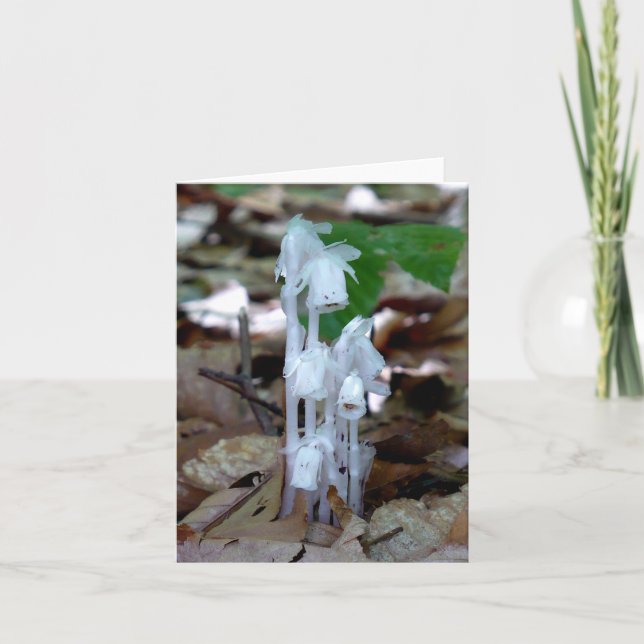 White Ghost Plant Note Card (Front)