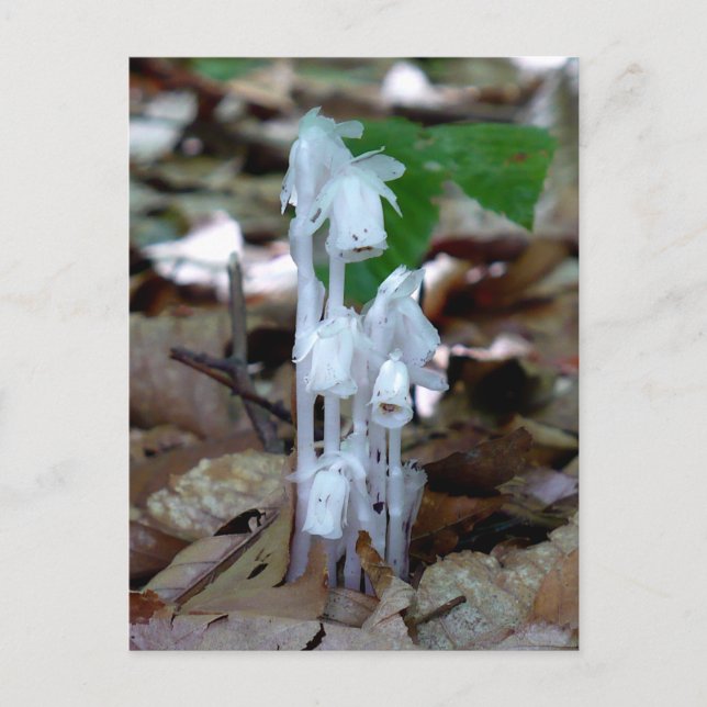 White Ghost Plant Postcard (Front)