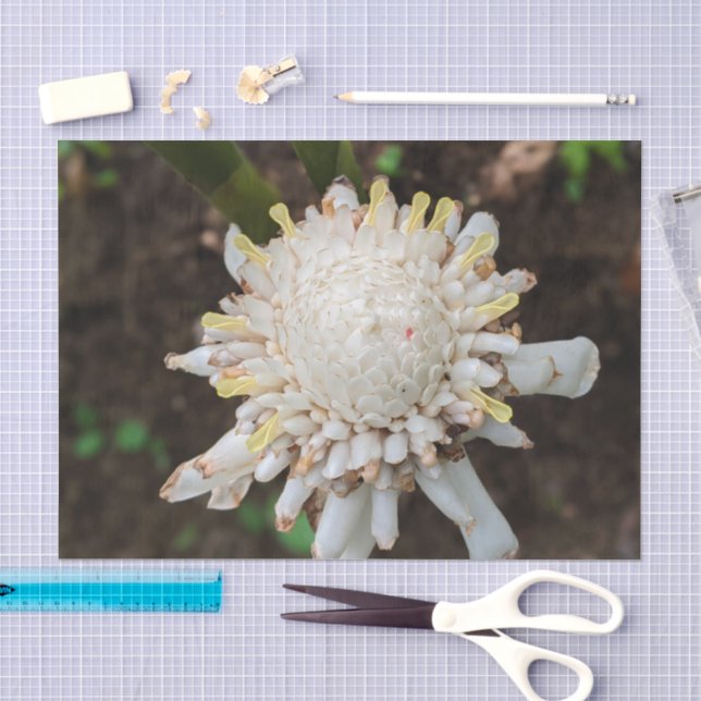 White Ginger Flower Photo Tissue Paper (Craft)
