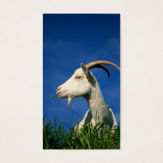 White goat grazing