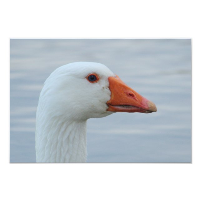 White Goose Portrait Photo Print (Front)