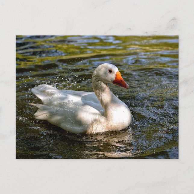 White goose swimming on water holiday postcard (Front)