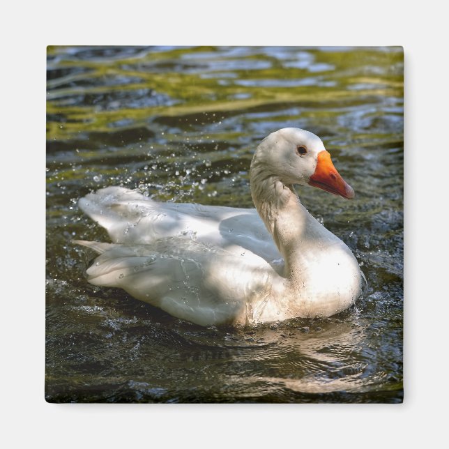 White goose swimming on water  magnet (Front)