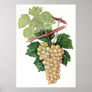 White Grape --  Sue Abonyi Poster