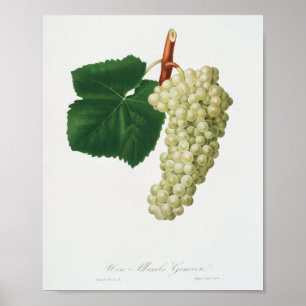 White Grape (Vitis vinifera genuensis) Poster