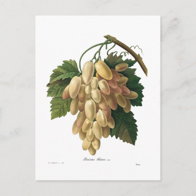 White grapes postcard (Front)