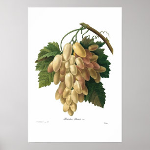 White grapes poster