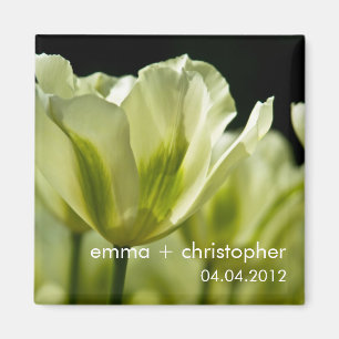 White & Green Variegated Tulips DSC0856 Magnet