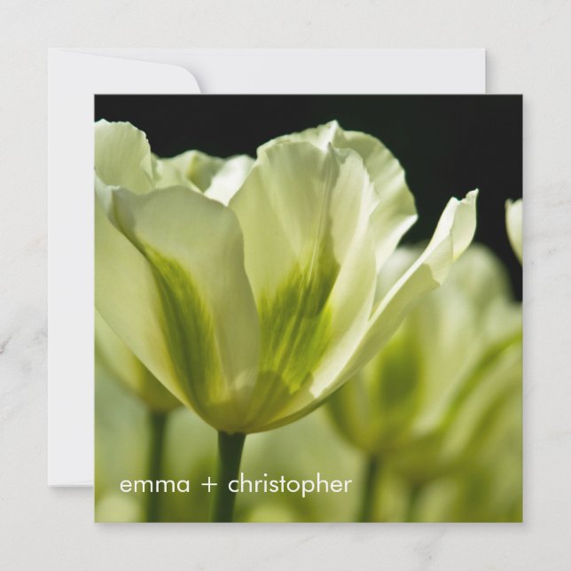 White & Green Variegated Tulips DSC0856 Save The Date (Front)
