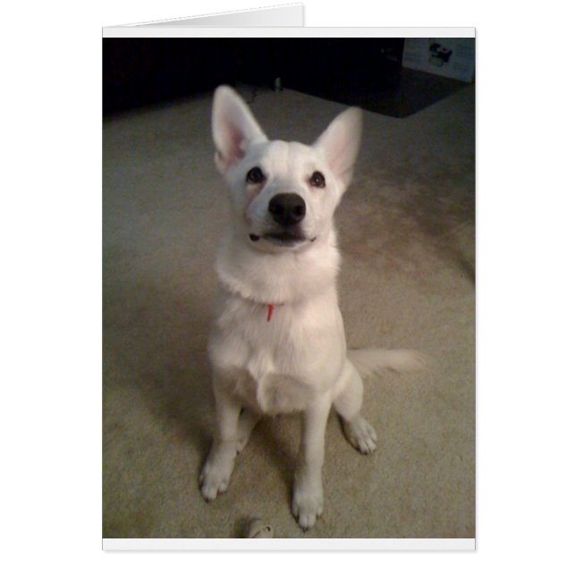 white gs pup (Front)