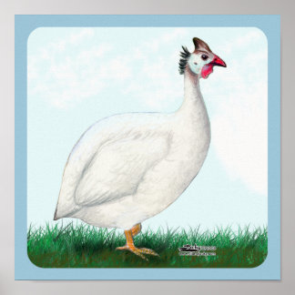 White Guinea Poster