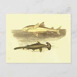 White & Hammer Head Shark Vintage Lithograph Postcard